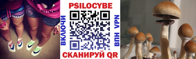 купить наркотики цена  Элиста  MEGA tor  Псилоцибиновые грибы Cubensis 